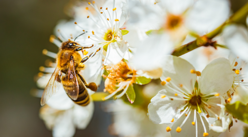 Bee Part of the Solution - World Bee Day